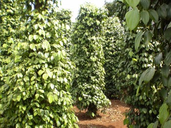 Pepper price soon recovered to 120,000 VND/kg