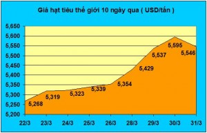 Giá hạt tiêu tăng cao, chạm mốc 100.000 đồng/kg