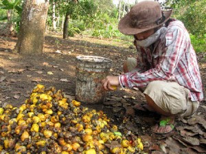 Đồng Nai: Giá hạt điều giảm hơn 10 ngàn đồng/kg