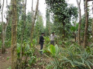 Quảng Trị: cây hồ tiêu chết hàng loạt ở Gio Linh