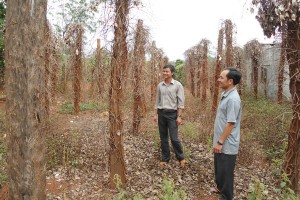 Gia Lai: Tiêu chết hàng loạt ở Ia Vê