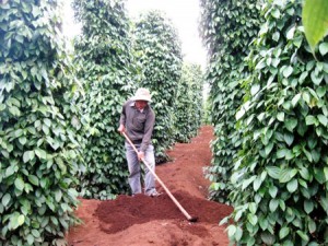 Bón phân cho cây hồ tiêu