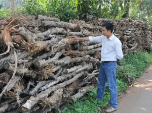 Tây nguyên hệ lụy kép từ phá cà phê trồng hồ tiêu