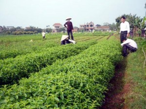 Trồng cỏ ngọt, lo sốt vó