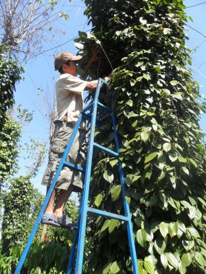 Mô hình cà phê xen canh hồ tiêu có hiệu quả