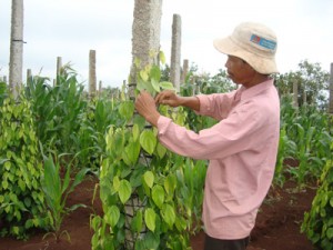 Nông dân Tây nguyên đổ xô trồng hồ tiêu