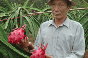 Không nên nóng vội mở rộng diện tích thanh long ruột đỏ