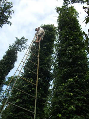 Kỹ thuật nhân giống cây hồ tiêu