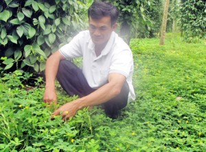 Cẩm Mỹ sản xuất tiêu “lạ”