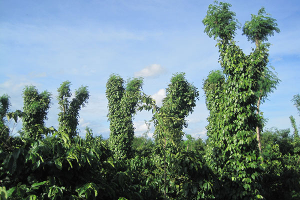 Di Linh mô hình trồng xen canh Cà phê  hồ tiêu hiệu quả cao  Tưới Nông  Nghiệp Tự Động