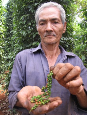 Lão nông hồ tiêu