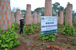 Trồng hồ tiêu trên trụ gạch ở Cam Lộ, Quảng Trị