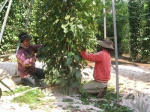 Nông dân lo lắng vì tiêu mất mùa, rớt giá