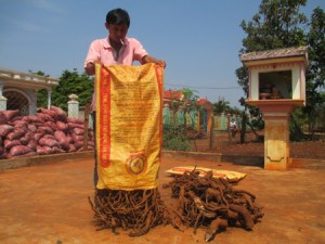 Thương lái Trung Quốc lùng mua rễ, gốc cây tiêu