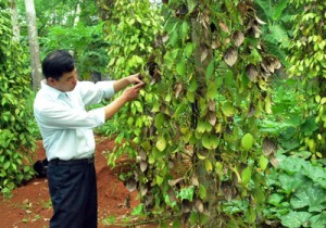 Quảng Trị: Hàng trăm hecta hồ tiêu chết !