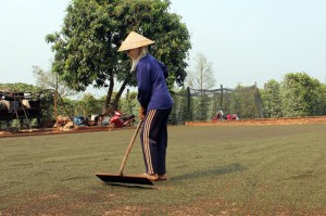 Hồ tiêu Việt Nam giá trị thấp vì chưa có thương hiệu