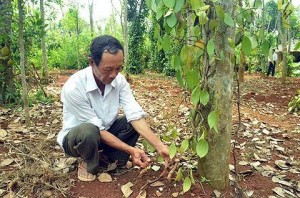 Quảng Trị: Tiêu chết dần, người dân thiệt hại nặng