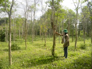 Quảng Bình: Tiêu chết rụi hàng loạt