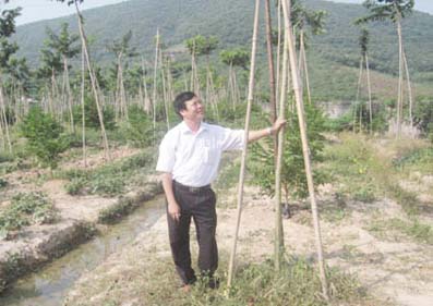 Trồng cây sưa đỏ thành rừng ông nông dân Lào Cai thành tỷ phú giàu nhất  vùng