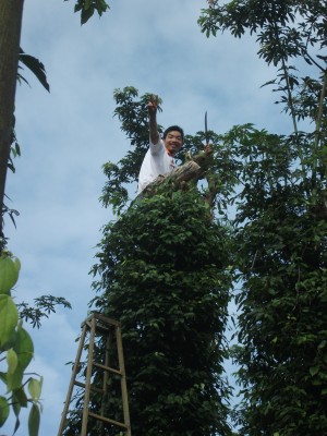 Lựa chọn cây gì để làm trụ sống cho hồ tiêu?