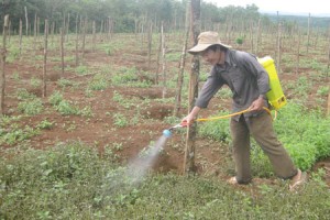 Ðăk R’Lấp, nông dân “bỏ” cao su để trồng hồ tiêu, cà phê