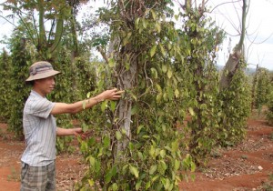 Phát triển “nóng” cây hồ tiêu, nông dân trả giá đắt