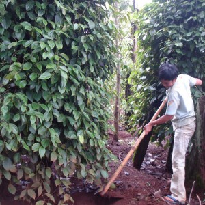 Đăk Nông: Giá tiêu tăng, người trồng tiêu phấn khởi