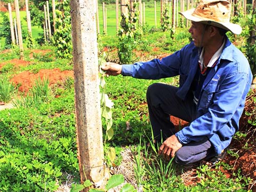 Nhiều nông dân Gia Lai lâm cảnh nợ nần khi cây hồ tiêu chết từng ngày