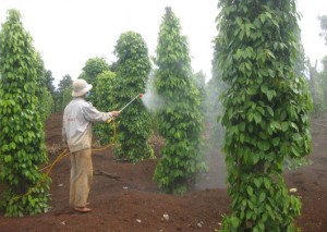 Làm gì ngăn chặn lạm dụng thuốc bảo vệ thực vật trong sản xuất?