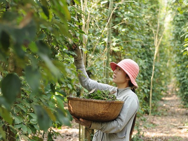 Nông dân Long Khánh - Đồng Nai đang thu hoạch hồ tiêu vụ mới.