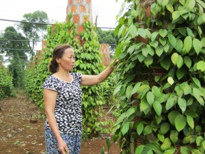 Tiêu Cùa: từ đặc sản quê thành thương hiệu nổi tiếng thế giới