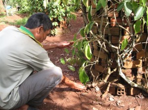 Cây tỷ đô trước bệnh nan y