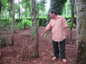 Đăk Lăk: Tiêu lại chết hàng loạt !