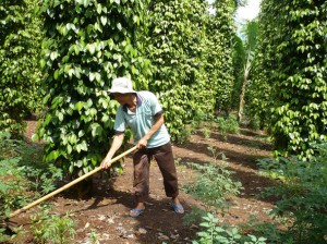 Đăk Lăk: Triển vọng từ các mô hình trồng tiêu bền vững