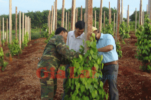 Trồng tiêu bền vững ở Tây Nguyên