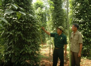 Bà Rịa – Vũng Tàu: Khống chế được bệnh trên cây tiêu