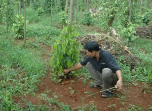 Ông Nguyễn Hồng Quang (xã Bàu Chinh, huyện Châu Đức) kiểm tra vườn tiêu mới trồng được hơn 6 tháng, canh tác theo hướng tiêu sạch.