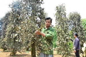 Đăk Nông: Hàng trăm trụ tiêu bị “đốn hạ” trong đêm