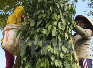 Đăk Lăk bác tin thương lái Trung Quốc lũng đoạn thị trường hồ tiêu