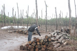 Đăk Lăk: Lại “nóng” tình trạng phá cao su, cà phê để trồng tiêu