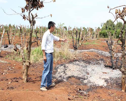 Nhiều nông hộ đã đốt phá rẫy cà phê già cỗi