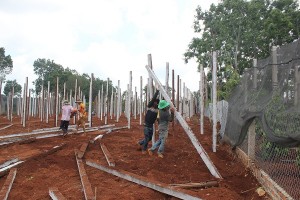 Tây Nguyên: Bất chấp cảnh báo, dân ồ ạt trồng tiêu