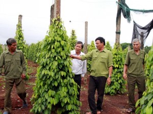 Gia Lai: Trắng đêm canh dây tiêu