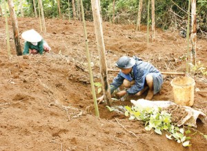 Đăk Nông: Ồ ạt mở rộng diện tích hồ tiêu ở Đăk Song – Thách thức trên lộ trình phát triển bền vững