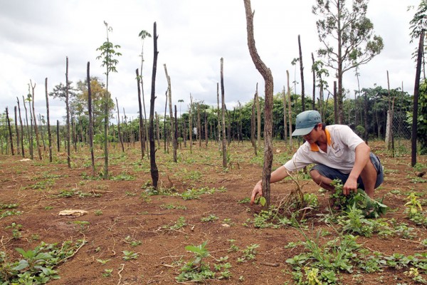 Tiêu được nông dân trồng mới trên đất cà phê