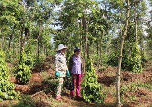 Đăk Nông: Chấn chỉnh hoạt động sản xuất hồ tiêu