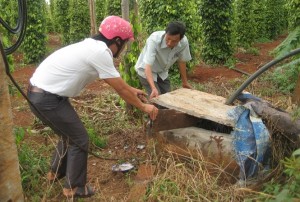 Gia Lai: Tìm nước cho hồ tiêu