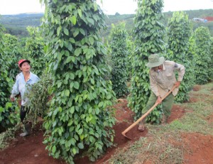 Câu chuyện hồ tiêu