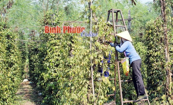 Người dân ấp Tân Mai, xã Lộc Thành (Lộc Ninh) hái trái non để cứu vườn tiêu vì thiếu nước tưới 