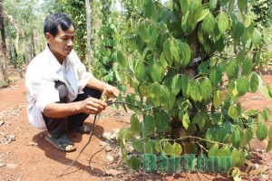 Đăk Nông: Mô hình tưới nước tiết kiệm cho cây hồ tiêu